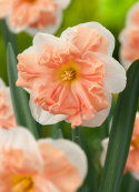 Edelnarsiss 'Apricot Whirl'  5 stk, store, hvite, livlige blomster med imponerende, krusete midtkroner i aprikos.