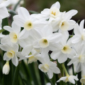 Tasettnarsiss  'Silver Chimes' 5 stk, sølvhvite blomster med liten, lyst smørgul trompet