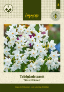 Tasettnarsiss  'Silver Chimes' 5 stk, sølvhvite blomster med liten, lyst smørgul trompet