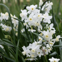 Tasettnarsiss  'Silver Chimes' 5 stk, sølvhvite blomster med liten, lyst smørgul trompet