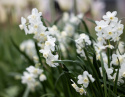 Tasettnarsiss  'Silver Chimes' 5 stk, sølvhvite blomster med liten, lyst smørgul trompet
