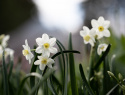 Tasettnarsiss  'Silver Chimes' 5 stk, sølvhvite blomster med liten, lyst smørgul trompet