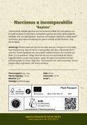 Edelnarsiss  'Replete' 5 stk, hvite kronblader og dust aprikosrosa, krusete kronblader inn mot midten.