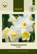 Sivnarsiss 'Pueblo' 5 stk, narsiss med hvite kronblader.