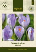 Toscanakrokus 'Rosalind' 20 stk, lillarosa toscanakrokos som stammer fra nord-vest i Italia.
