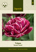 Tulipan 'Dream Touch' 5 stk.