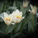 Fosteriana-tulipan  'Mieke Telkamp' 7 stk, blomster i kremgult med brede, svakt ferskenrosa striper langs kronbladene.