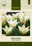 Fosteriana-tulipan  'Mieke Telkamp' 7 stk, blomster i kremgult med brede, svakt ferskenrosa striper langs kronbladene.