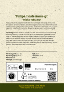 Fosteriana-tulipan  'Mieke Telkamp' 7 stk, blomster i kremgult med brede, svakt ferskenrosa striper langs kronbladene.