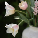 Fosteriana-tulipan  'Mieke Telkamp' 7 stk, blomster i kremgult med brede, svakt ferskenrosa striper langs kronbladene.