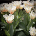 Fosteriana-tulipan  'Mieke Telkamp' 7 stk, blomster i kremgult med brede, svakt ferskenrosa striper langs kronbladene.
