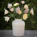 Fosteriana-tulipan  'Mieke Telkamp' 7 stk, blomster i kremgult med brede, svakt ferskenrosa striper langs kronbladene.