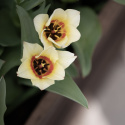 Fosteriana-tulipan  'Mieke Telkamp' 7 stk, blomster i kremgult med brede, svakt ferskenrosa striper langs kronbladene.