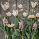 Fosteriana-tulipan  'Mieke Telkamp' 7 stk, blomster i kremgult med brede, svakt ferskenrosa striper langs kronbladene.