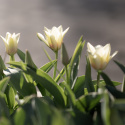 Fosteriana-tulipan  'Mieke Telkamp' 7 stk, blomster i kremgult med brede, svakt ferskenrosa striper langs kronbladene.