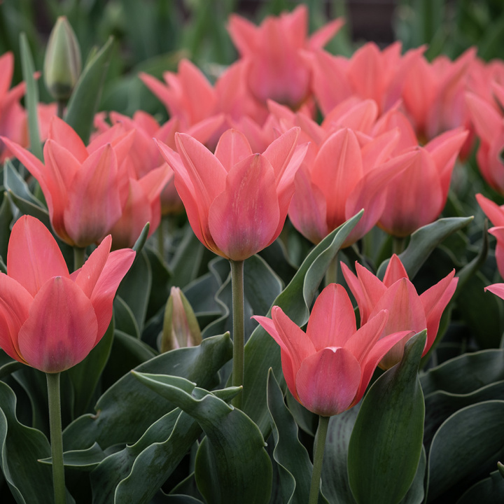 Flekktulipan 'Toronto' 7 stk, Lyst korallrosa, enkle blomster i knipper.