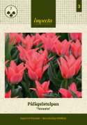 Flekktulipan 'Toronto' 7 stk, Lyst korallrosa, enkle blomster i knipper.
