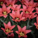 Flekktulipan 'Toronto' 7 stk, Lyst korallrosa, enkle blomster i knipper.