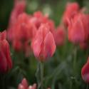Flekktulipan 'Toronto' 7 stk, Lyst korallrosa, enkle blomster i knipper.