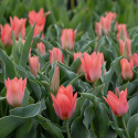 Flekktulipan 'Toronto' 7 stk, Lyst korallrosa, enkle blomster i knipper.