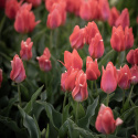 Flekktulipan 'Toronto' 7 stk, Lyst korallrosa, enkle blomster i knipper.