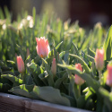 Flekktulipan 'Toronto' 7 stk, Lyst korallrosa, enkle blomster i knipper.