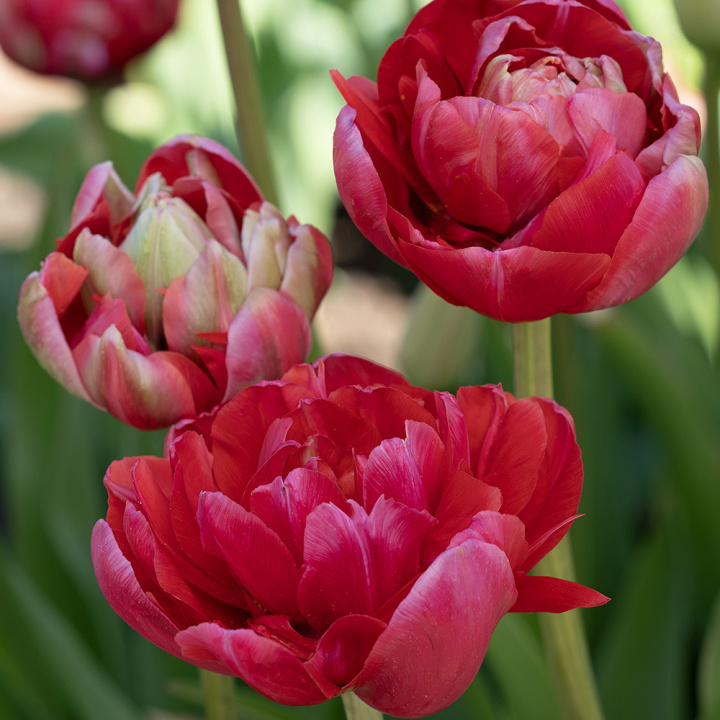 Tulipan 'Renown Unique' 5 stk, ceriserosa, helt magiske blomster med grønne striper på de ytre forbladene.