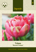 Tulipan 'Renown Unique' 5 stk, ceriserosa, helt magiske blomster med grønne striper på de ytre forbladene.