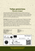 Tulipan 'Renown Unique' 5 stk, ceriserosa, helt magiske blomster med grønne striper på de ytre forbladene.