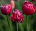 Tulipan 'Renown Unique' 5 stk, ceriserosa, helt magiske blomster med grønne striper på de ytre forbladene.