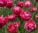 Tulipan 'Renown Unique' 5 stk, ceriserosa, helt magiske blomster med grønne striper på de ytre forbladene.