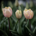 Triumftulipan   'Mango Charm' 7 stk, pastellrosa tulipan med mangogule kronbladkanter som blekner til hvitt etter hvert.