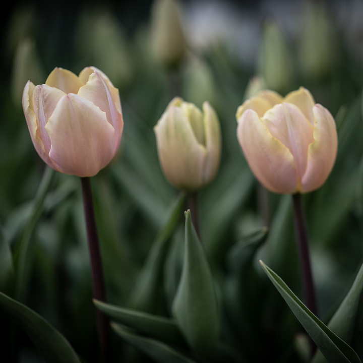 Triumftulipan 'Mango Charm' 7 stk, pastellrosa tulipan med mangogule kronbladkanter som blekner til hvitt etter hvert.