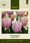 Triumftulipan   'Mango Charm' 7 stk, pastellrosa tulipan med mangogule kronbladkanter som blekner til hvitt etter hvert.