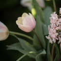 Triumftulipan   'Mango Charm' 7 stk, pastellrosa tulipan med mangogule kronbladkanter som blekner til hvitt etter hvert.