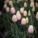 Triumftulipan   'Mango Charm' 7 stk, pastellrosa tulipan med mangogule kronbladkanter som blekner til hvitt etter hvert.