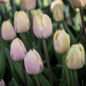 Triumftulipan   'Mango Charm' 7 stk, pastellrosa tulipan med mangogule kronbladkanter som blekner til hvitt etter hvert.