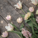 Triumftulipan   'Mango Charm' 7 stk, pastellrosa tulipan med mangogule kronbladkanter som blekner til hvitt etter hvert.