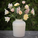 Triumftulipan   'Mango Charm' 7 stk, pastellrosa tulipan med mangogule kronbladkanter som blekner til hvitt etter hvert.