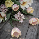Triumftulipan   'Mango Charm' 7 stk, pastellrosa tulipan med mangogule kronbladkanter som blekner til hvitt etter hvert.