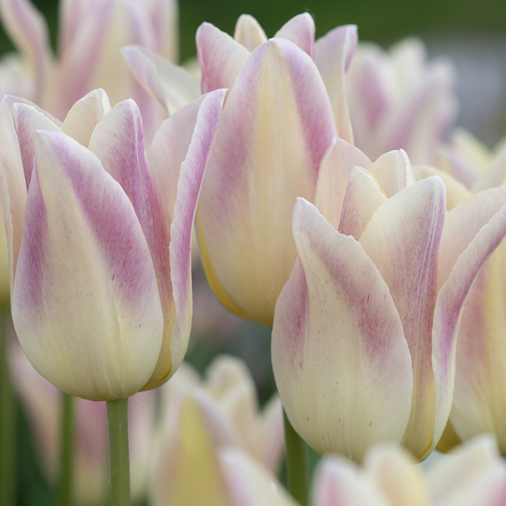 Liljetulipan 'Elegant Lady' 7 stk, Kremgule kronblader med lyst lavendelrosa kanter.