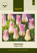 Liljetulipan 'Elegant Lady' 7 stk, Kremgule kronblader med lyst lavendelrosa kanter.