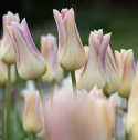 Liljetulipan 'Elegant Lady' 7 stk, Kremgule kronblader med lyst lavendelrosa kanter.