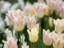 Liljetulipan 'Elegant Lady' 7 stk, Kremgule kronblader med lyst lavendelrosa kanter.