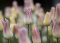 Liljetulipan 'Elegant Lady' 7 stk, Kremgule kronblader med lyst lavendelrosa kanter.