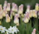 Liljetulipan 'Elegant Lady' 7 stk, Kremgule kronblader med lyst lavendelrosa kanter.