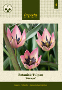 Villtulipan 'Danique' 7 stk, villtulipan med stjerneformede blomster i ferskenrosa til korall