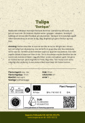 Villtulipan 'Danique' 7 stk, villtulipan med stjerneformede blomster i ferskenrosa til korall