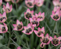 Villtulipan 'Danique' 7 stk, villtulipan med stjerneformede blomster i ferskenrosa til korall