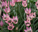 Villtulipan 'Danique' 7 stk, villtulipan med stjerneformede blomster i ferskenrosa til korall